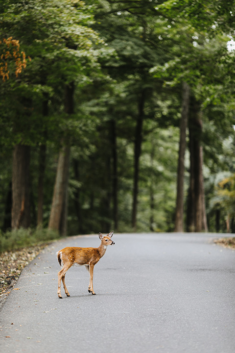 The-Mansion-at-Natirar-baby-deer